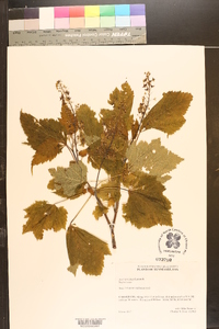 Acer spicatum image